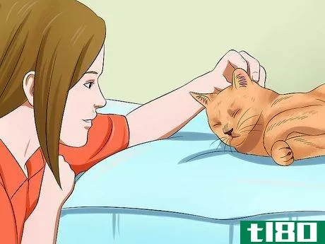 Image titled Calm a Cat Step 2