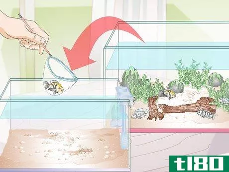 Image titled Buy Fish for an Aggressive Freshwater Aquarium Step 11