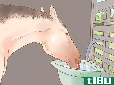 Image titled Care for a Pregnant Mare Step 12