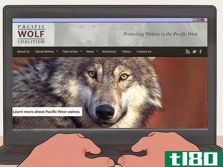 Image titled Become a Wolf Expert Step 9