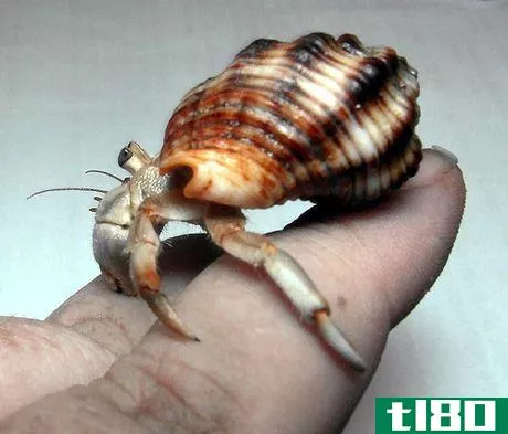 Image titled Land hermit crab 796