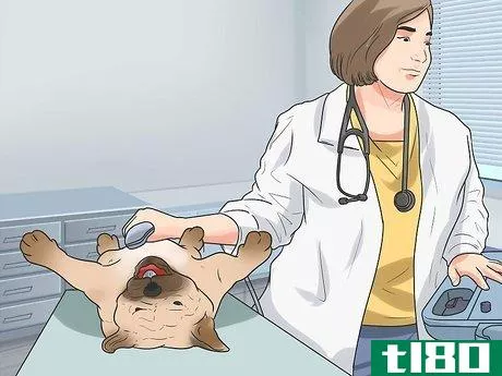 Image titled Breed Pugs Step 16