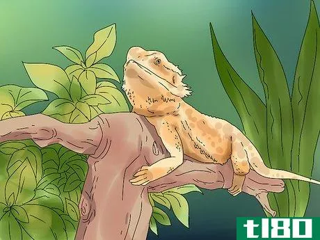 Image titled Build Love With Your Bearded Dragon Step 11