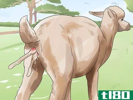 Image titled Breed Alpacas Step 15