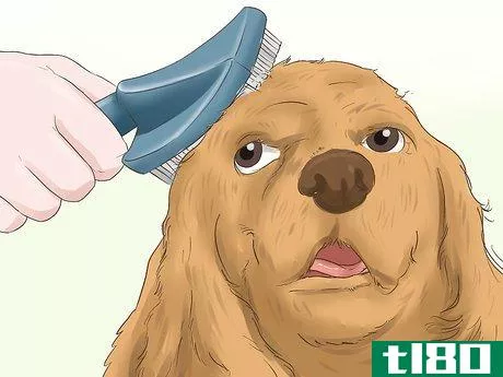 Image titled Blow Dry a Dog Step 15