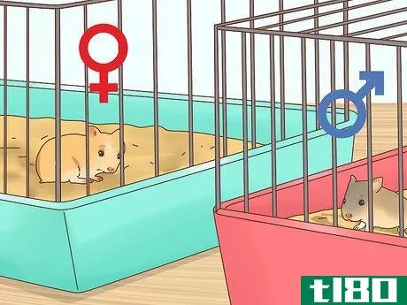 Image titled Care for Hamster Babies Step 19