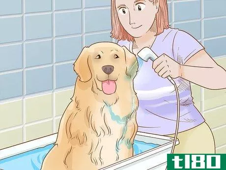Image titled Care for Dogs Step 10