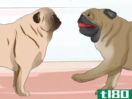 Image titled Breed Pugs Step 15