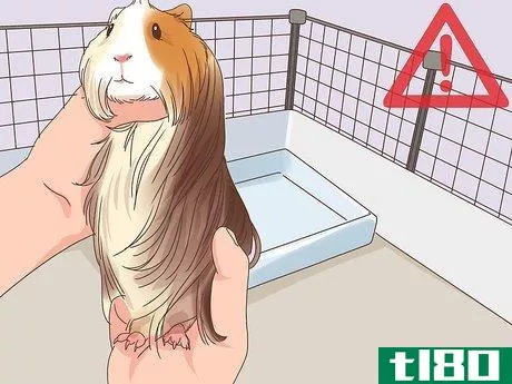 Image titled Care for Peruvian Guinea Pigs Step 8