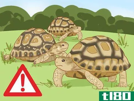 Image titled Care for a Leopard Tortoise Step 4