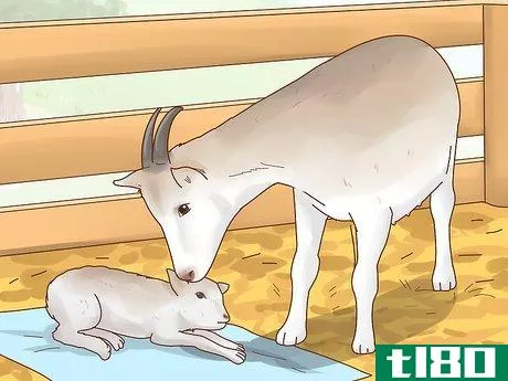 Image titled Care for Baby Goats Step 3