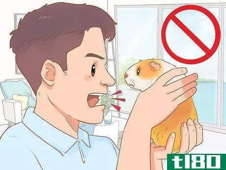 Image titled Bond With Your Guinea Pig Step 17