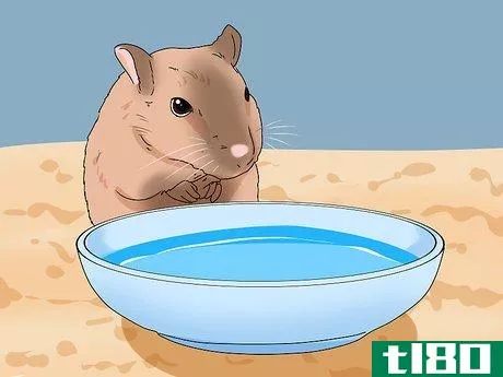 Image titled Buy a Gerbil Step 15