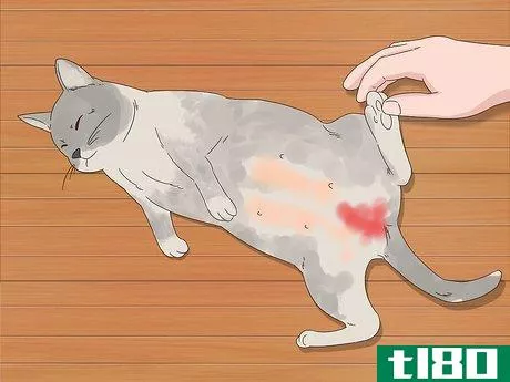 Image titled Care for a Cat Post Caesarean Section Step 9
