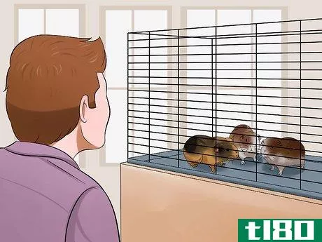 Image titled Buy a Guinea Pig Step 1