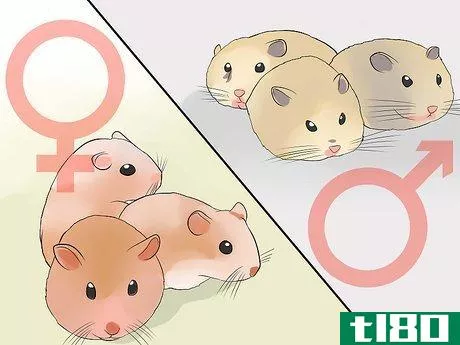Image titled Breed Syrian Hamsters Step 29