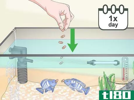 Image titled Build a Freshwater Predator Fish Aquarium Step 15