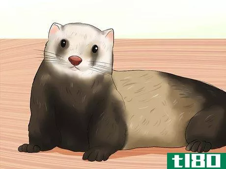 如何饲养雪貂(breed a pet ferret)