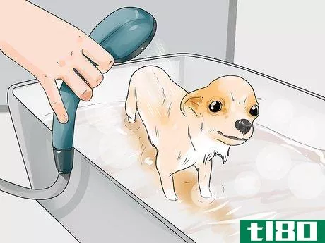 Image titled Care for Your Chihuahua Step 7