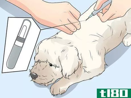 Image titled Care for a Maltese Dog Step 20