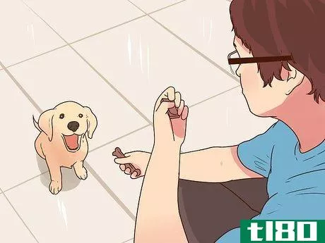 Image titled Buy a Puppy Step 20