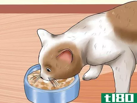 Image titled Care for Indoor Cats Step 5