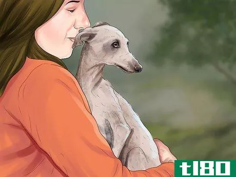 Image titled Care for an Italian Greyhound Step 1