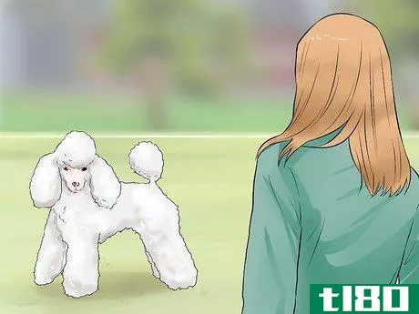 Image titled Care for a Toy Poodle Step 24
