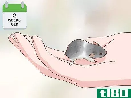 Image titled Care for Hamster Babies Step 17