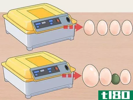 Image titled Buy an Egg Incubator Step 1