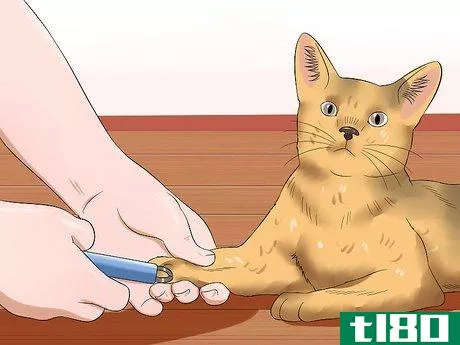 Image titled Care for Abyssinian Cats Step 15