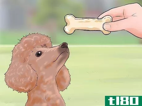 Image titled Care for a Toy Poodle Step 25