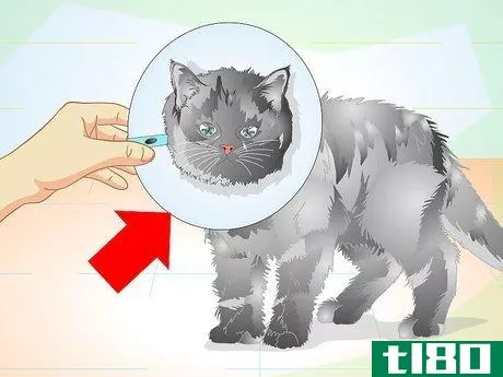 Image titled Care for Your Cat After Neutering or Spaying Step 7