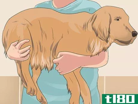 Image titled Bathe a Pregnant Dog Step 5