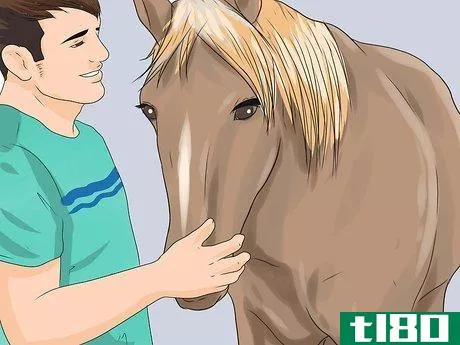 Image titled Approach Your Horse Step 9