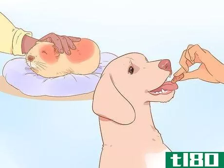 Image titled Be a Responsible Pet Parent Step 19