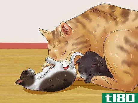 Image titled Care for Newborn Kittens Step 10