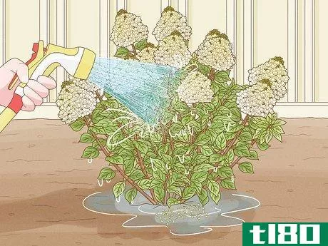 Image titled Care for Limelight Hydrangeas Step 18