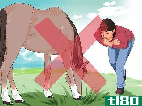 Image titled Approach Your Horse Step 17