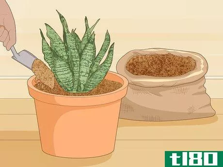 Image titled Care for a Sansevieria or Snake Plant Step 3