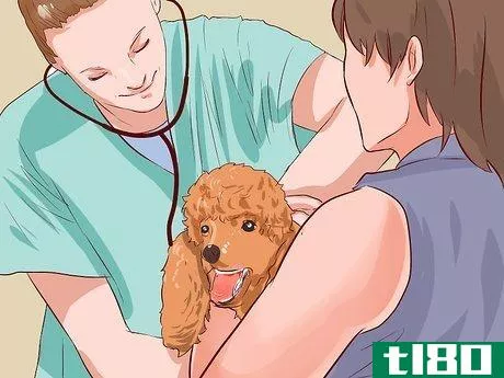 Image titled Care for a Toy Poodle Step 13