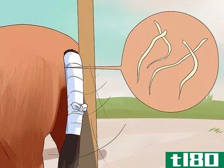Image titled Apply a Horse Tail Bandage Step 11