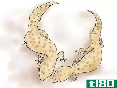 Image titled Breed Leopard Geckos Step 6