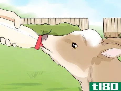 Image titled Bottle Feed Calves Step 5