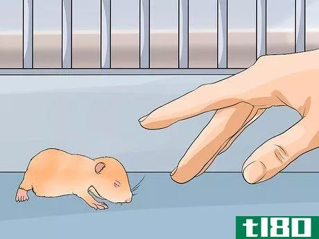 Image titled Breed Syrian Hamsters Step 31