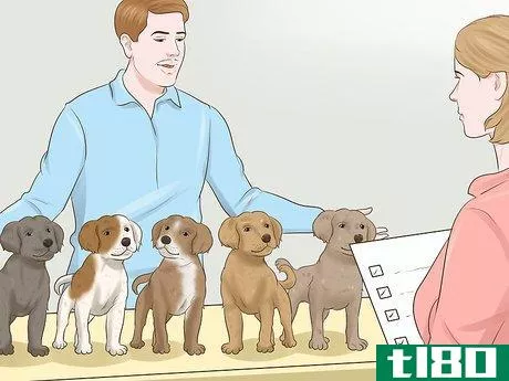 Image titled Become a Dog Show Judge Step 12
