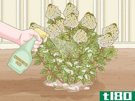 Image titled Care for Limelight Hydrangeas Step 19