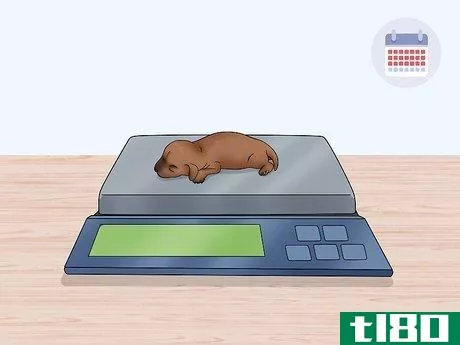 Image titled Care for Newborn Puppies Step 21