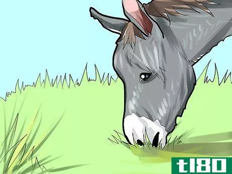 Image titled Care for a Donkey Step 4