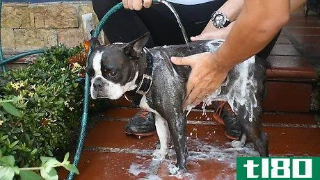 Image titled Bathe a Clumsy Dog Step 14